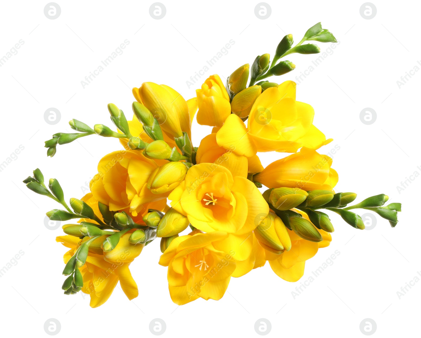 Photo of Bouquet of beautiful yellow freesia flowers on white background