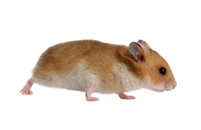 Photo of Cute little fluffy hamster on white background