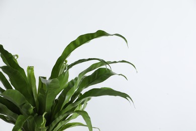 Beautiful asplenium plant on white background. House decor