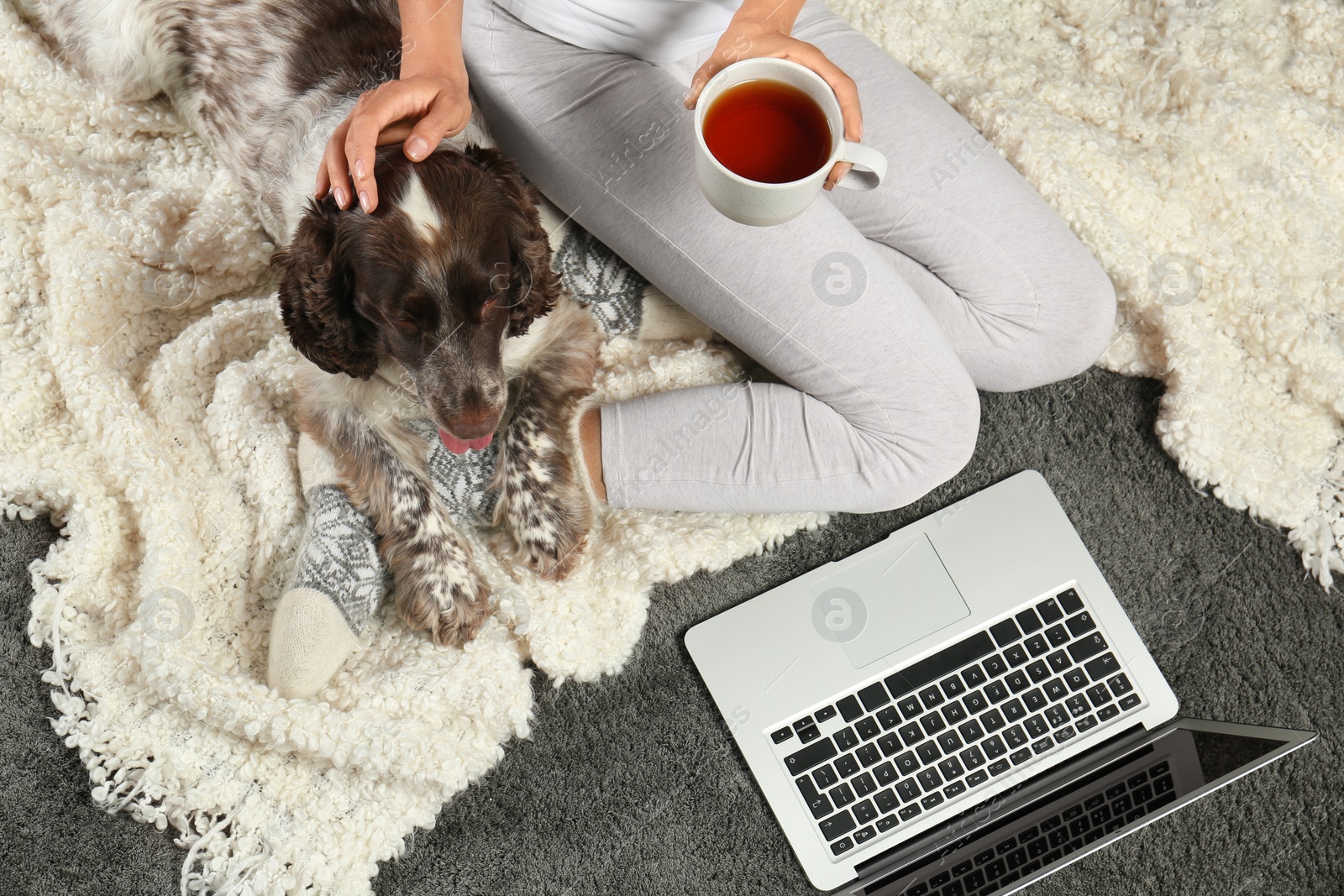 Photo of Adorable Russian Spaniel with owner on grey carpet, top view