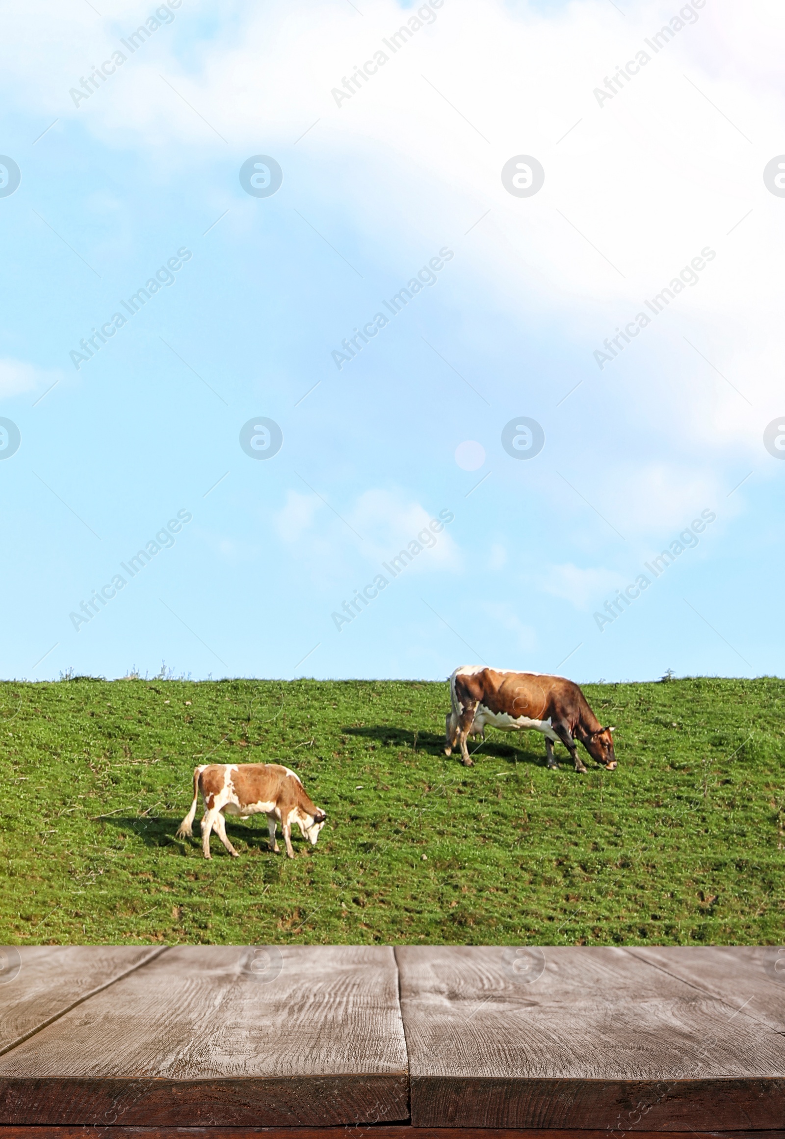 Image of Empty wooden table and cows grazing in field on background. Animal husbandry concept 