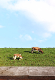 Empty wooden table and cows grazing in field on background. Animal husbandry concept 