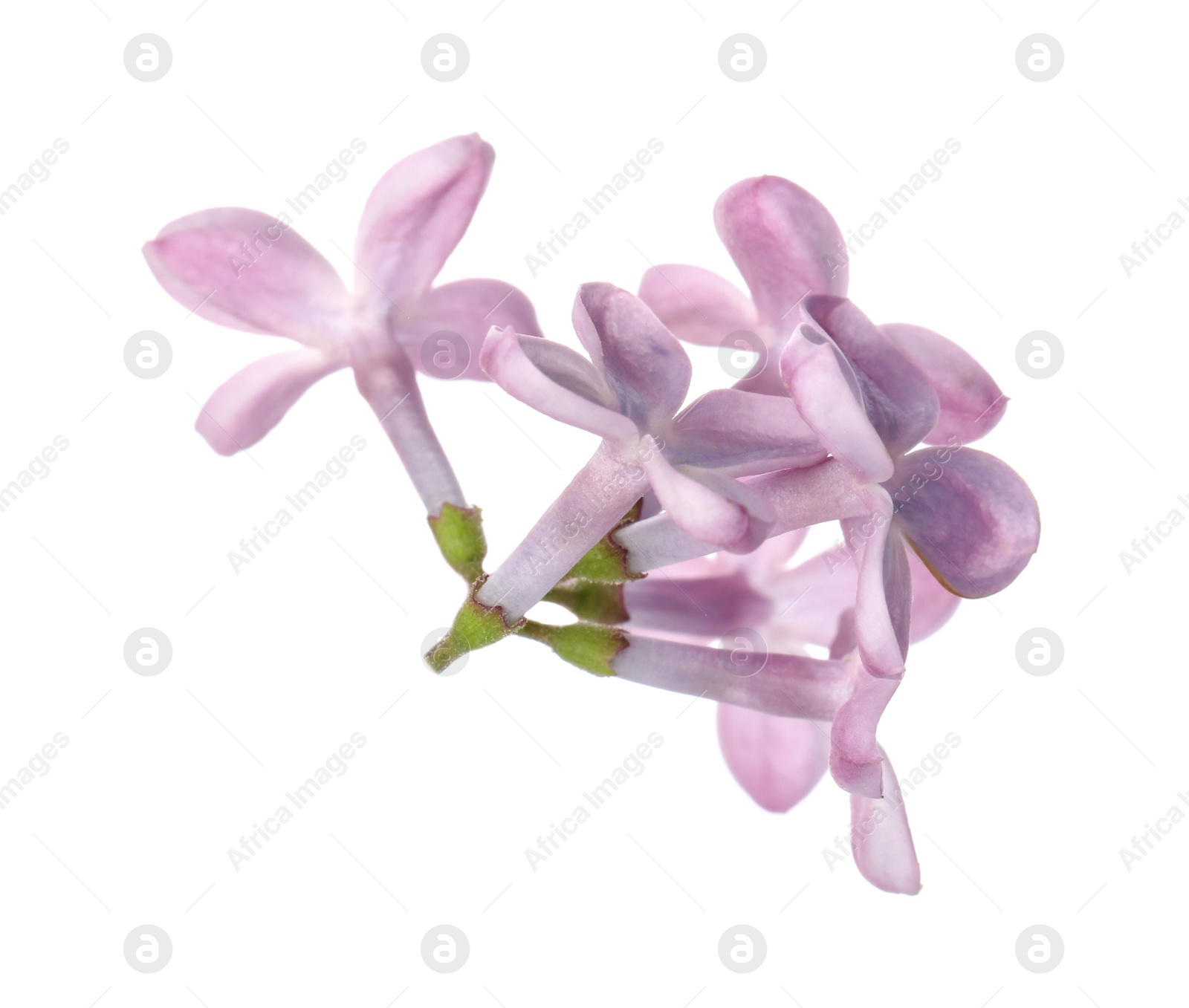 Photo of Beautiful violet lilac blossom isolated on white