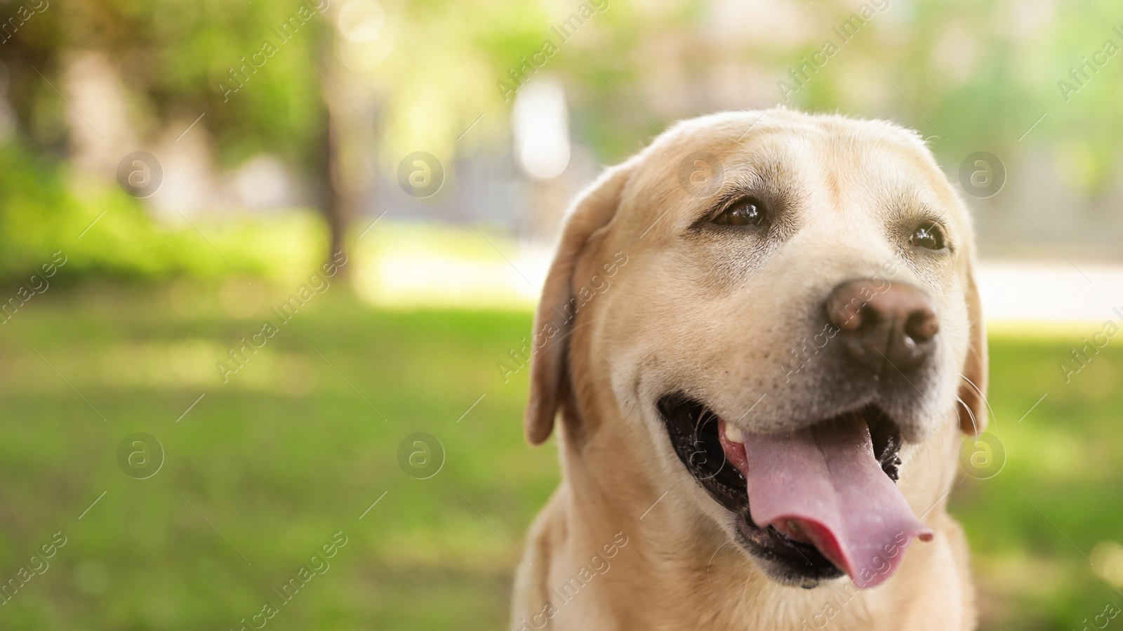Photo of Cute Golden Labrador Retriever dog in summer park