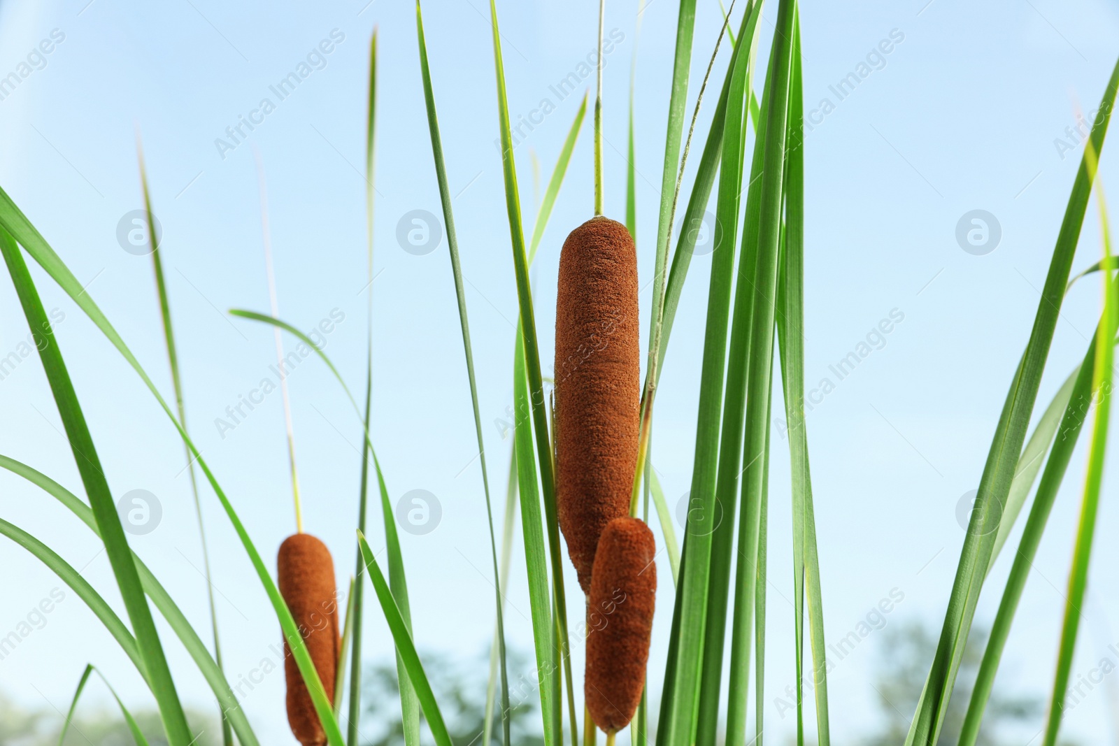 Photo of Beautiful reeds with brown catkins outdoors on sunny day