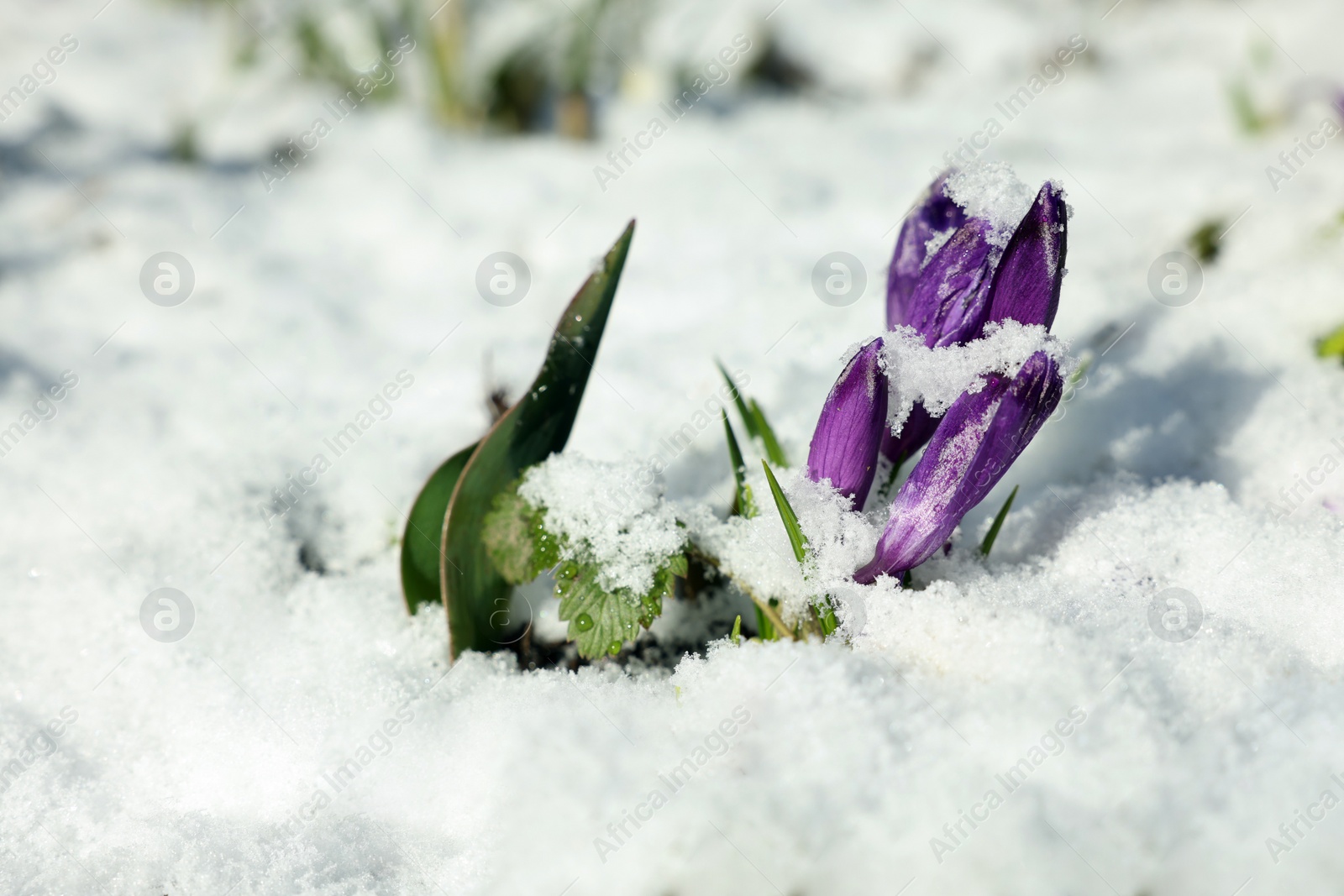 Photo of Beautiful spring crocus growing through snow outdoors on sunny day, closeup