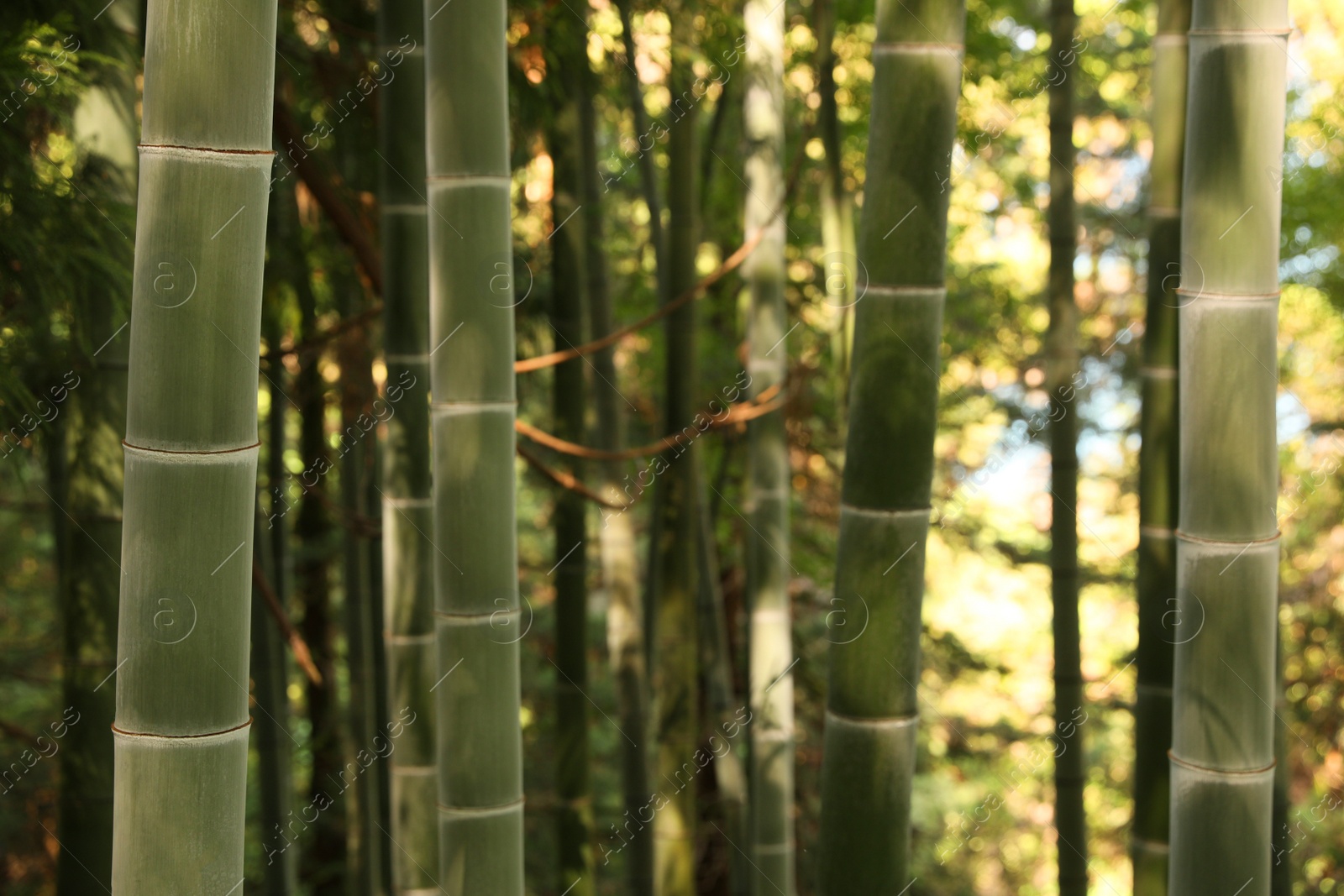 Photo of Beautiful green bamboo plants growing in forest