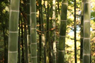 Beautiful green bamboo plants growing in forest