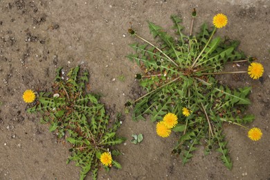 Photo of Yellow dandelion flowers with green leaves growing outdoors, top view