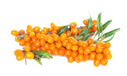 Photo of Sea buckthorn branches with ripe berries and leaves on white background