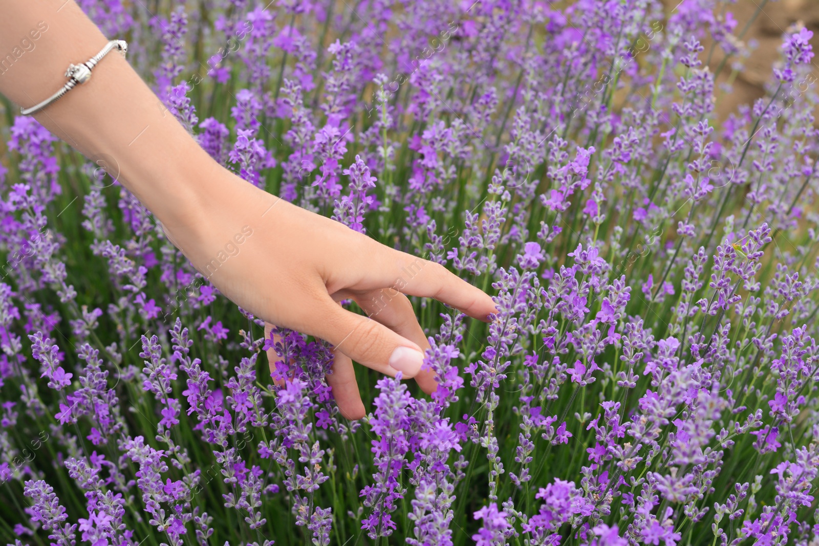 Photo of Woman in lavender field on summer day, closeup