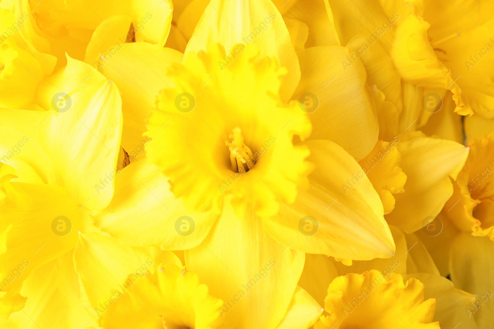 Photo of Beautiful daffodils as background, closeup. Fresh spring flowers