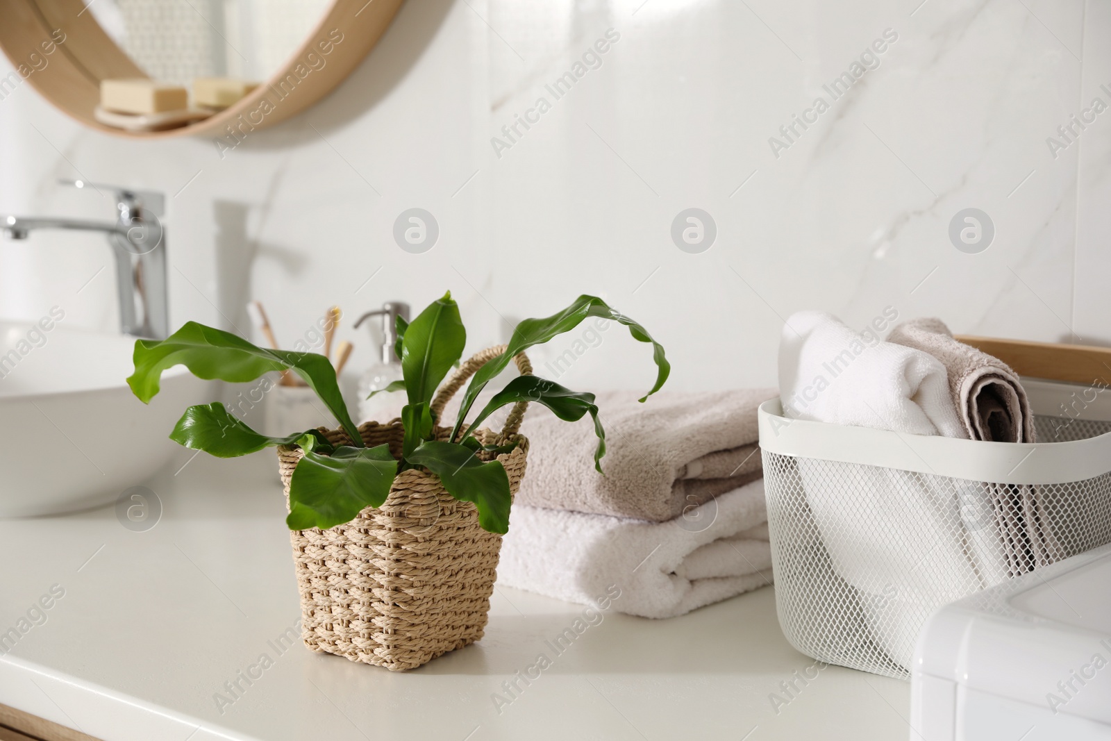 Photo of Beautiful green fern and towels on countertop in bathroom