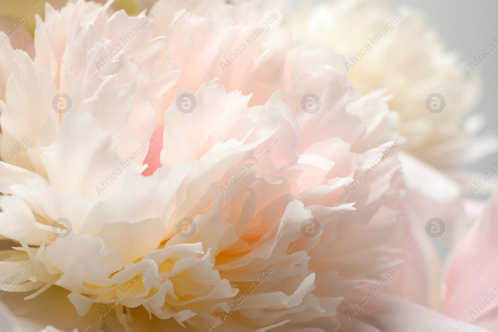 Photo of Beautiful blooming white peonies as background, closeup
