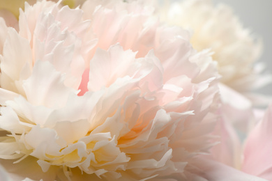 Beautiful blooming white peonies as background, closeup