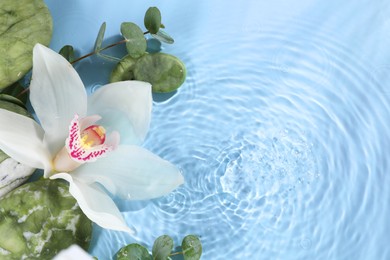 Photo of Beautiful orchid, spa stones and eucalyptus branch in water on light blue background, top view. Space for text