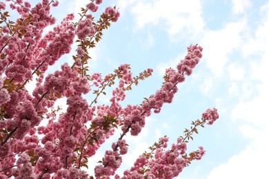 Sakura tree with beautiful pink flowers against blue sky. Amazing spring blossom