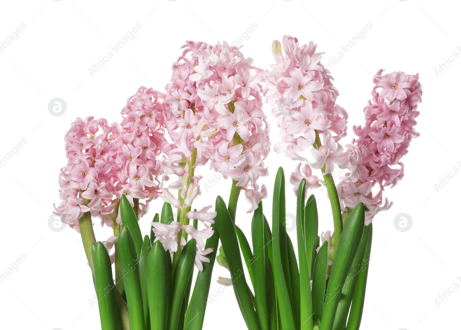 Photo of Beautiful spring hyacinth flowers isolated on white