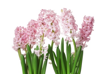 Photo of Beautiful spring hyacinth flowers isolated on white