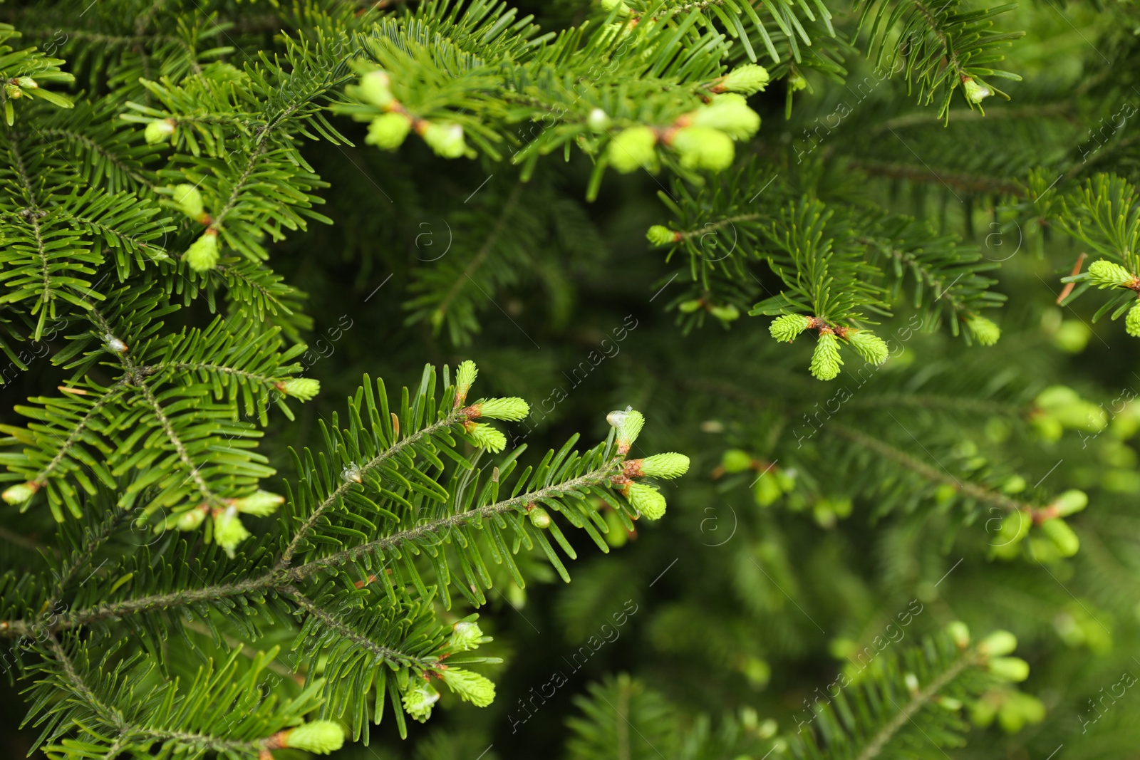 Photo of Green branches of beautiful conifer tree outdoors, closeup