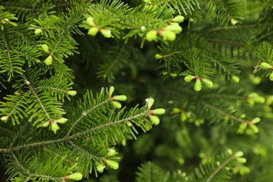 Green branches of beautiful conifer tree outdoors, closeup