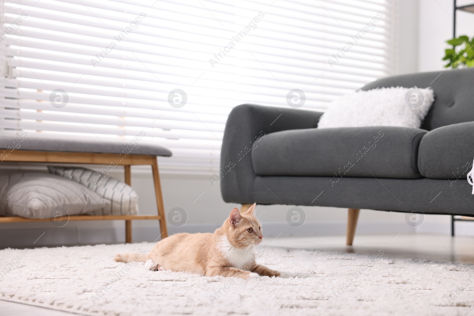 Photo of Cute ginger cat lying on floor at home