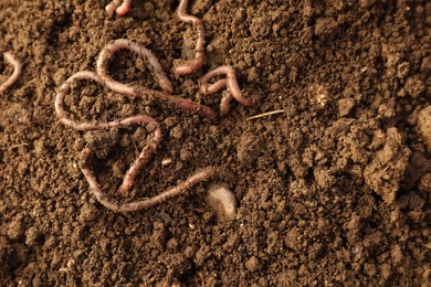 Photo of Many earthworms on wet soil, top view. Space for text
