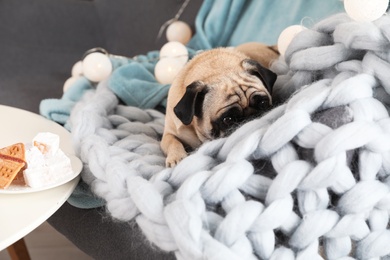 Photo of Cute pug dog with blankets on sofa at home. Warm and cozy winter