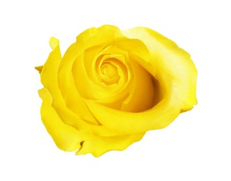 Photo of Beautiful fresh yellow rose isolated on white