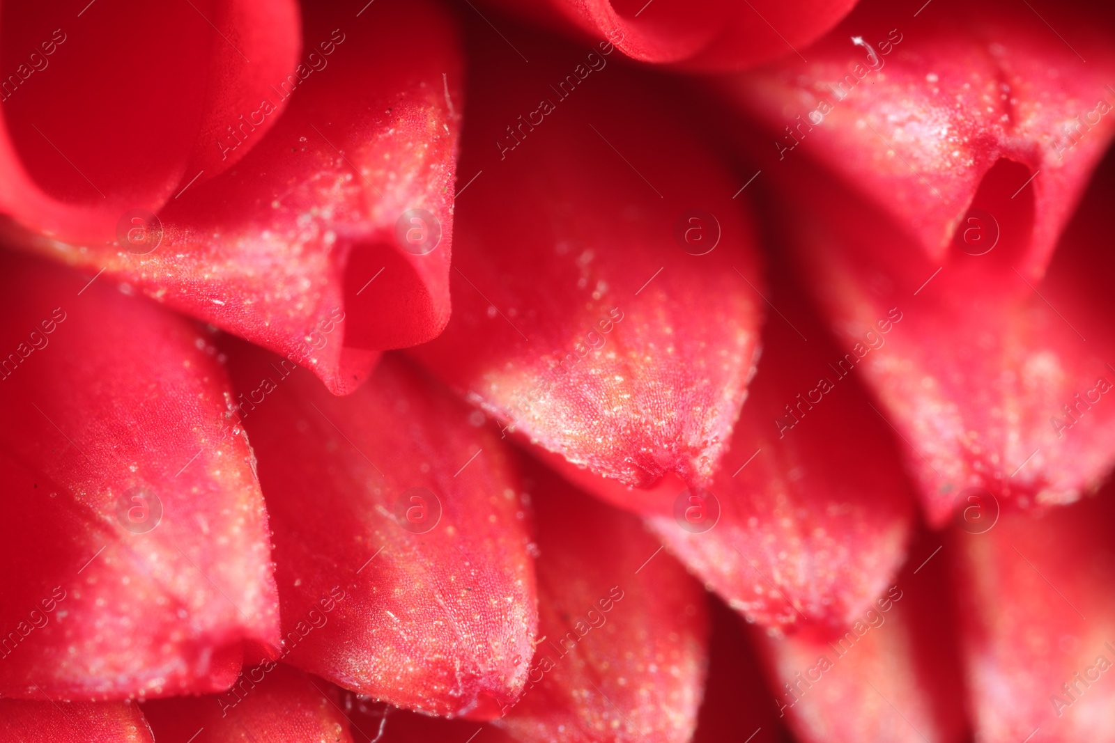 Photo of Beautiful red Dahlia flower as background, macro view