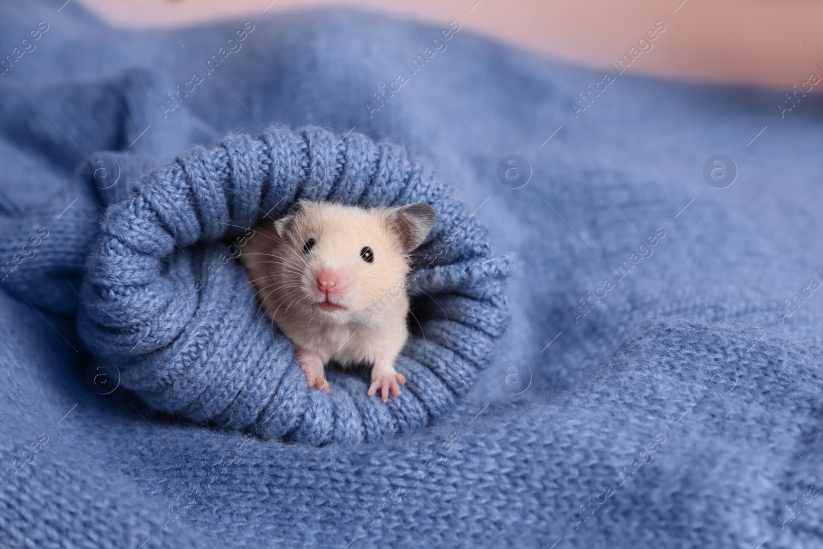 Photo of Cute little hamster in sleeve of blue knitted sweater, space for text