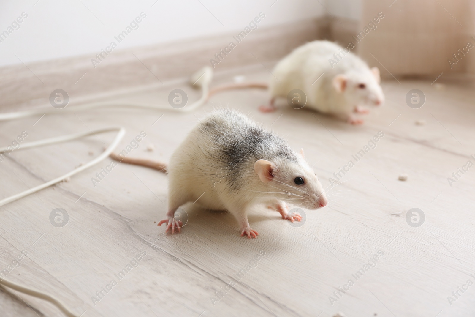 Photo of White rats on floor indoors. Pest control