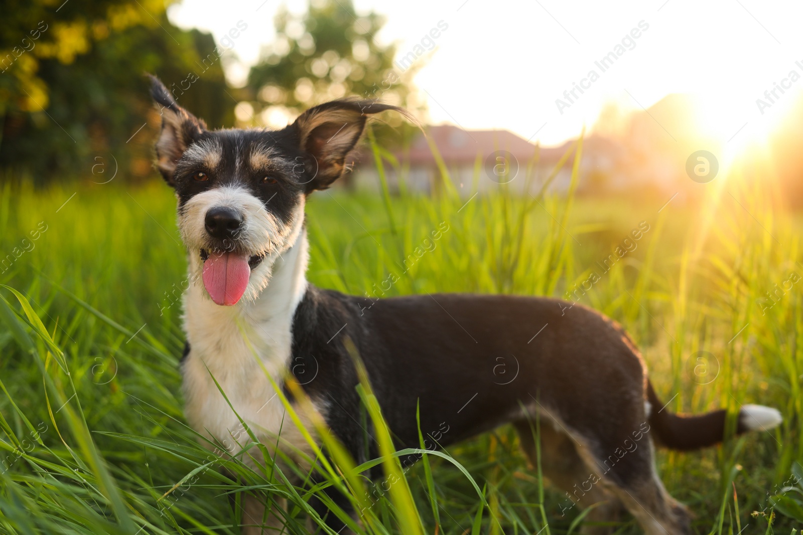 Photo of Cute fluffy dog in green grass at sunset