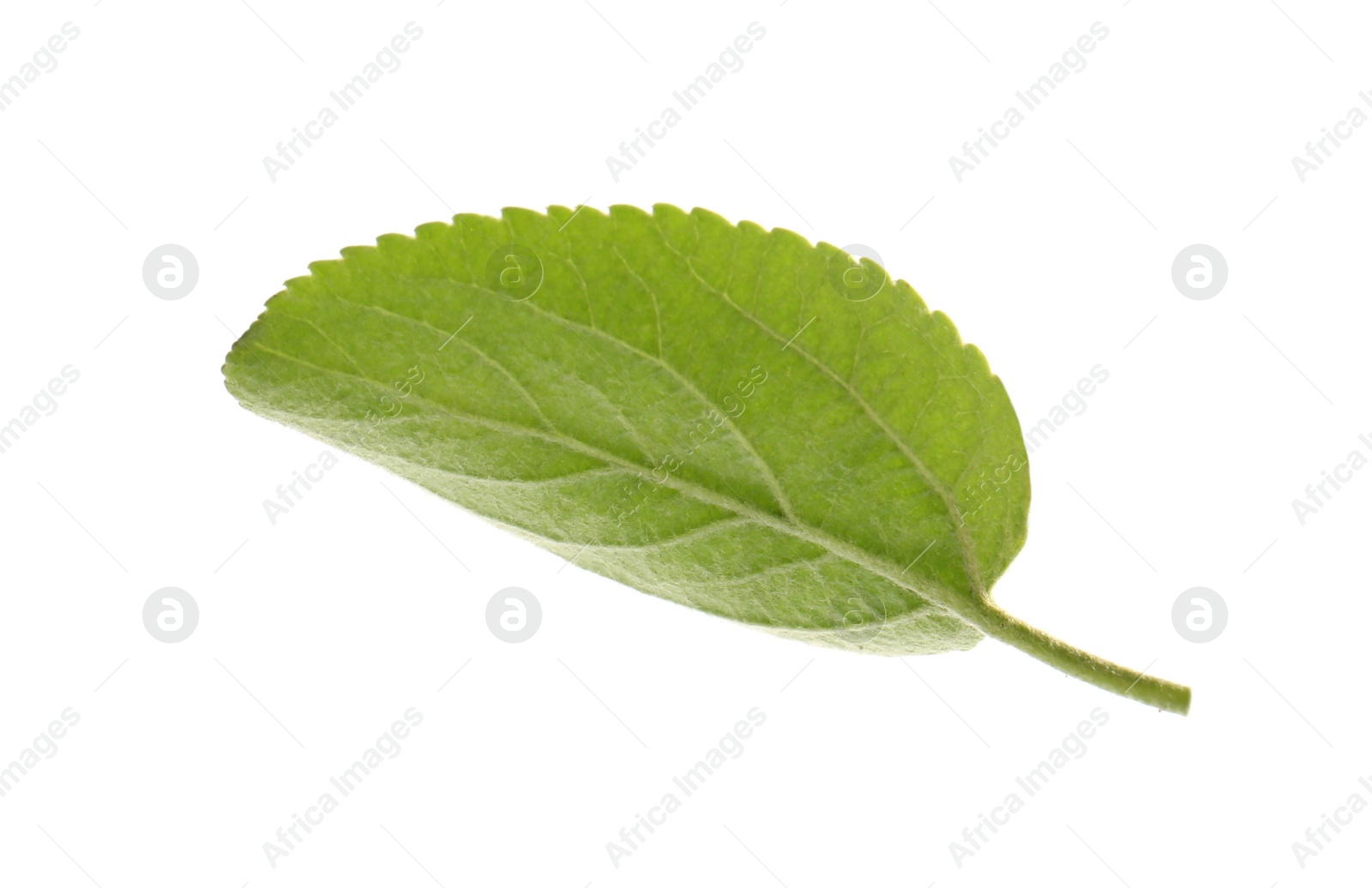 Photo of Green leaf of apple tree isolated on white