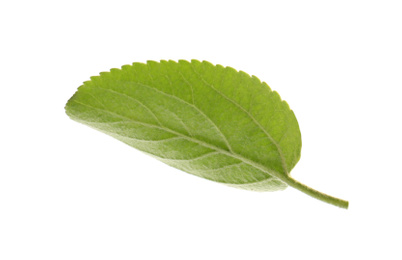 Photo of Green leaf of apple tree isolated on white