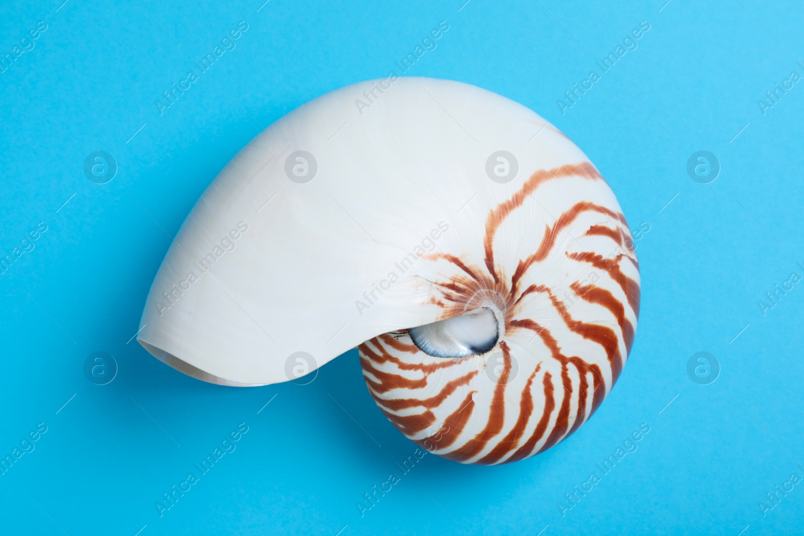 Photo of Nautilus shell on light blue background, top view