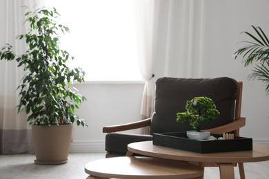 Armchair, miniature zen garden and green plants in living room. Home design ideas