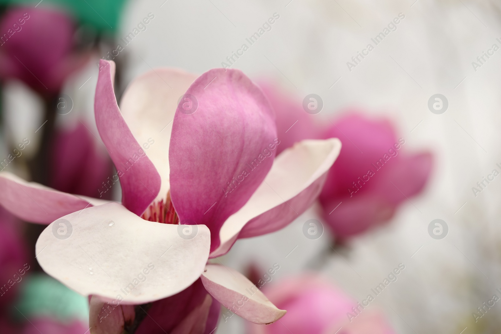 Photo of Beautiful blooming flower of magnolia tree on blurred background, closeup. Space for text