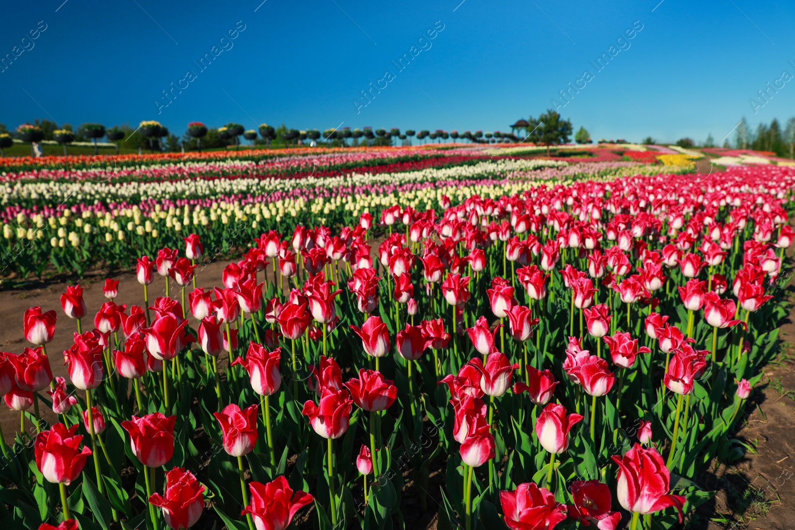 Photo of Beautiful view of field with blossoming tulips on sunny day