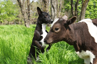 Photo of Dog and young calf on green grass outdoors
