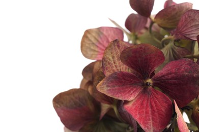 Photo of Beautiful hortensia flowers on white background, closeup