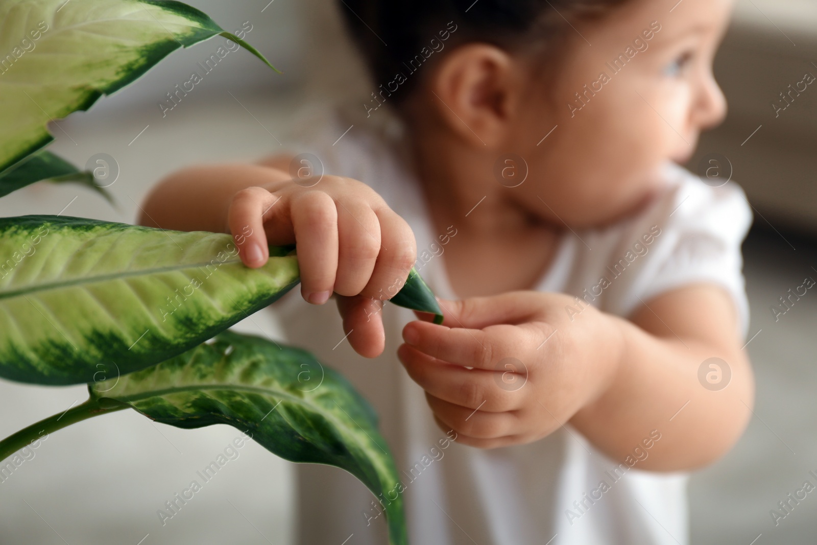 Photo of Little girl playing with houseplant at home, closeup