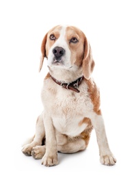 Photo of Cute Beagle dog on white background