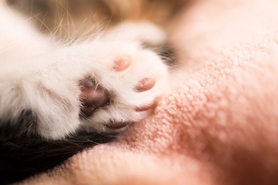 Photo of Little kitten on pink blanket, closeup view of paw