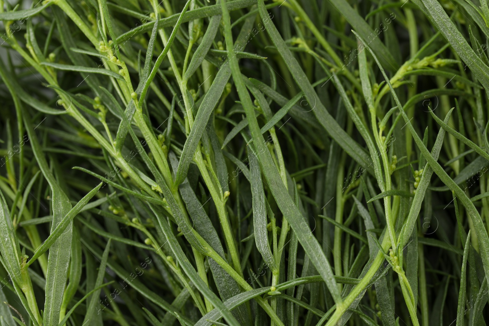 Photo of Fresh tarragon sprigs as background, closeup view