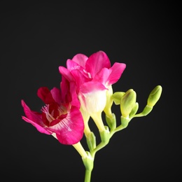 Photo of Beautiful bright freesia flower on dark background