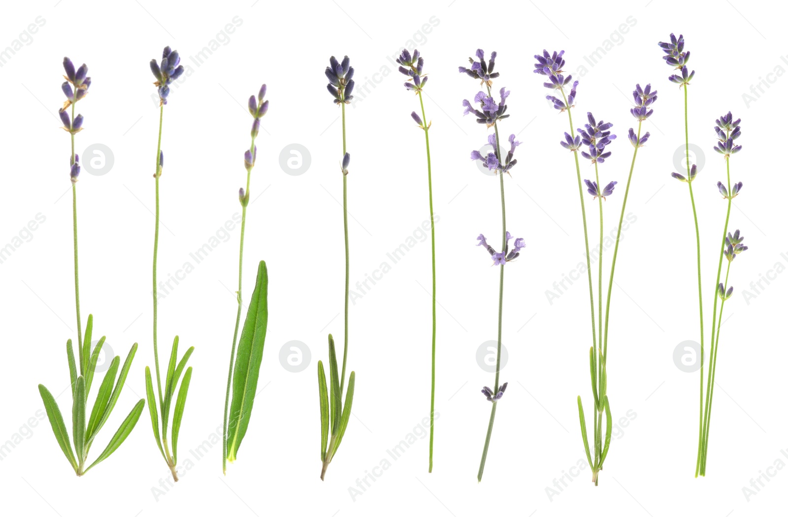 Image of Set of lavender flowers on white background