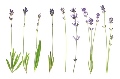 Image of Set of lavender flowers on white background