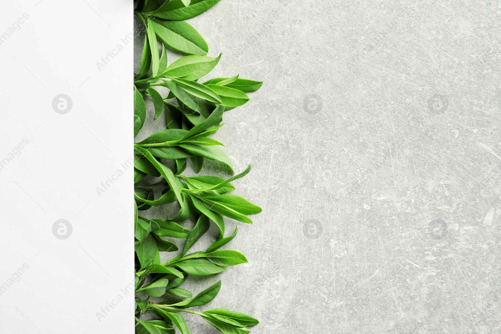 Photo of Blank card with green leaves on gray background