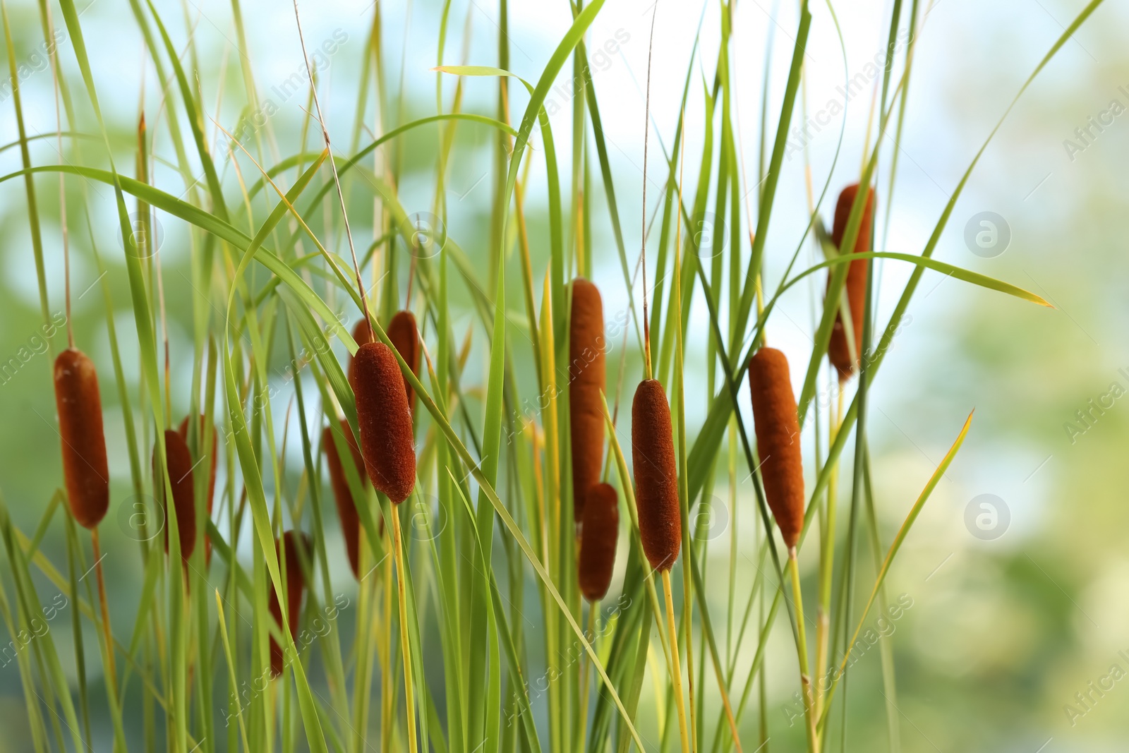 Photo of Beautiful reeds with brown catkins outdoors on sunny day